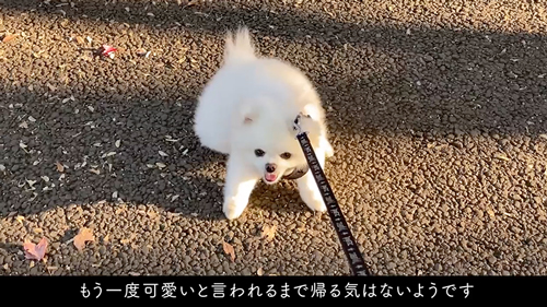 かわいいと言われるまで帰りたくない犬
