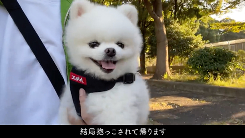 かわいいと言われるまで帰りたくない犬