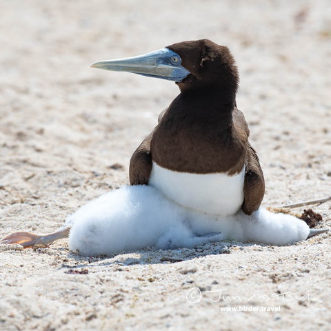 ヒナをふむ親鳥