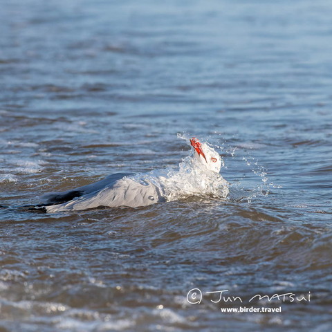 水浴びするギンカモメ
