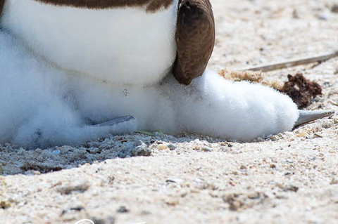 ひなトリミング