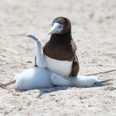 母に踏まれてるヒナ目開けてる