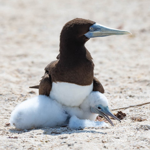 親鳥にどいてほしそうなヒナ