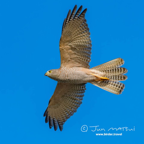 アカハラオオタカ