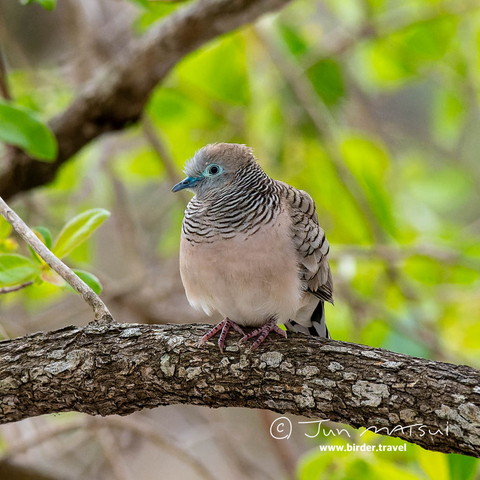 オーストラリアチョウショウバト