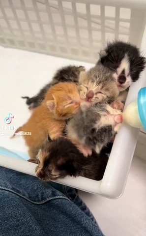 集まる子猫たち