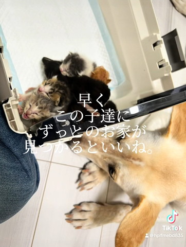 早くこの子達にずっとのお家が
