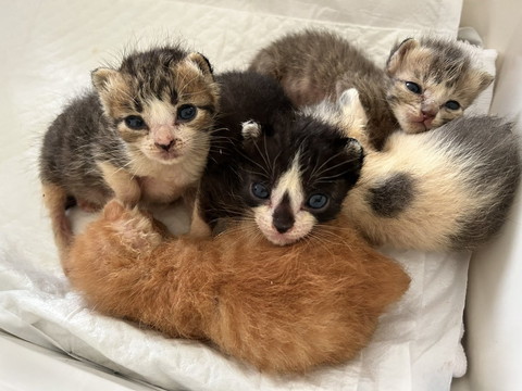 おめめくりくりな子猫たち