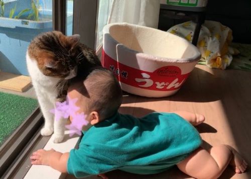 猫と赤ちゃん