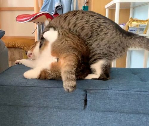 すすめちゃん暴れ出した姿