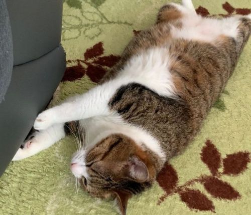 寝たフリうなぎちゃん