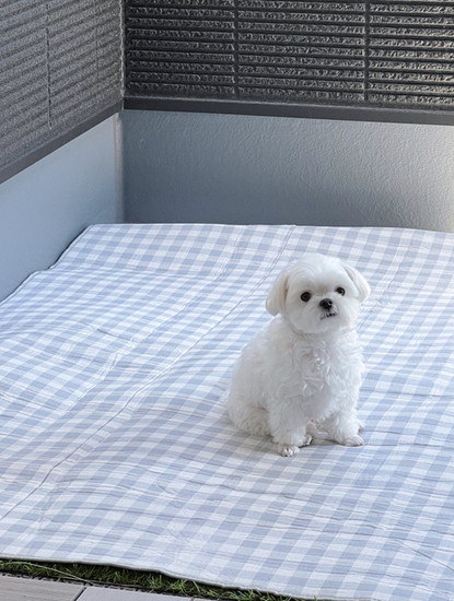 ぼんやりした犬