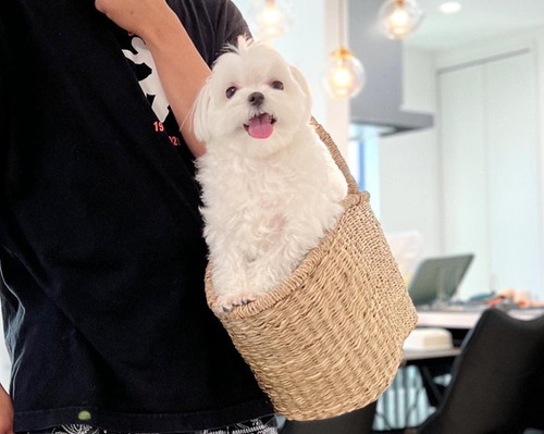 カゴに入った犬