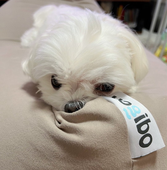 クッションに乗った犬