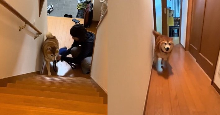 散歩から帰った柴犬、大好きなお姉ちゃんに出迎えられて……　うれしさ爆発の猛ダッシュに「本日も絶好調！」 | ねとらぼ