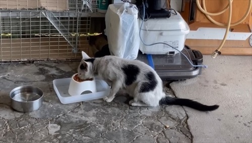 ゴハンをお水を用意