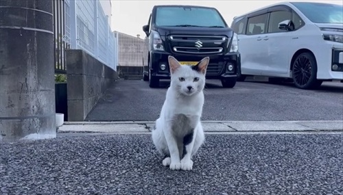 ジッと聞く猫