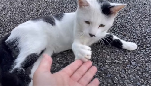 試しに手を出すと