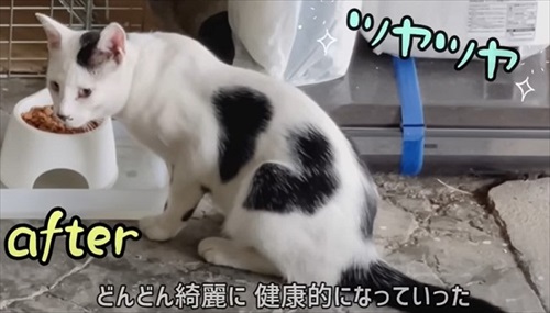 毛並みが変化した野良猫
