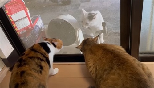 網戸越しのたたかい