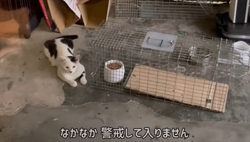警戒する猫