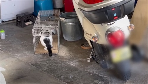 捕獲器にはいる猫