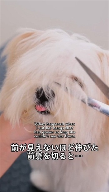ワンちゃんのトリミング