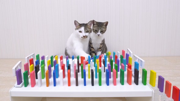 ドミノ開始