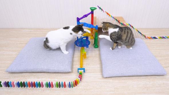 猫の共同作業