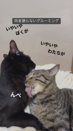 猫ちゃんたち