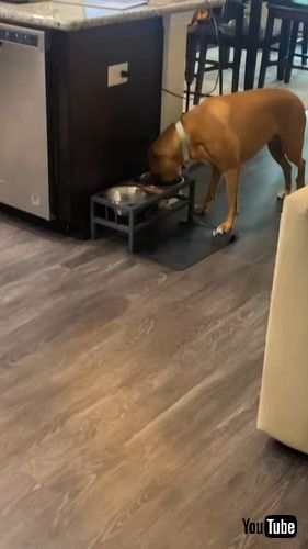 薬入りごはんを食べたふりするワンコ