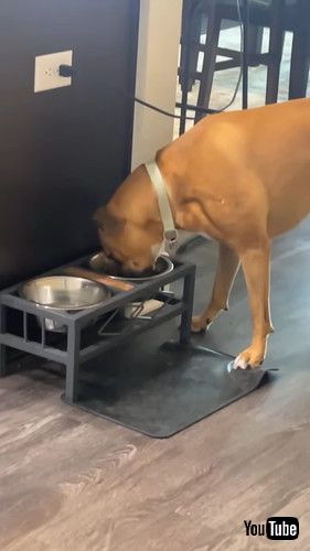 薬入りごはんを食べたふりするワンコ