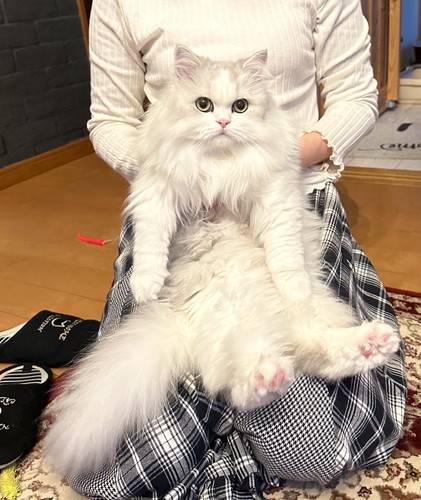 まるでポケモン進化のようなノーマンくんの成長