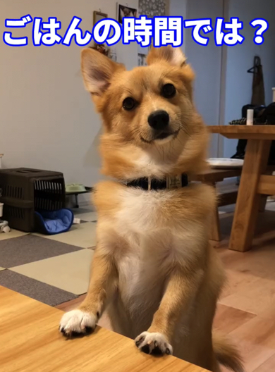 ごはんを催促するポメコギ