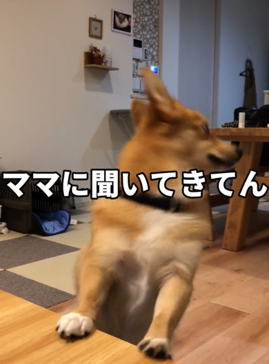 ママに聞いてきてとパパに頼まれるポメコギ