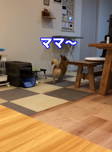 ママに聞きに行くポメコギ