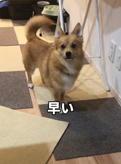 ごはんはまだな様子