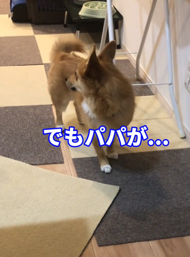 ごはんを諦めないポメコギ