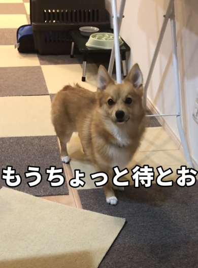 ママに待つように言われるポメコギ