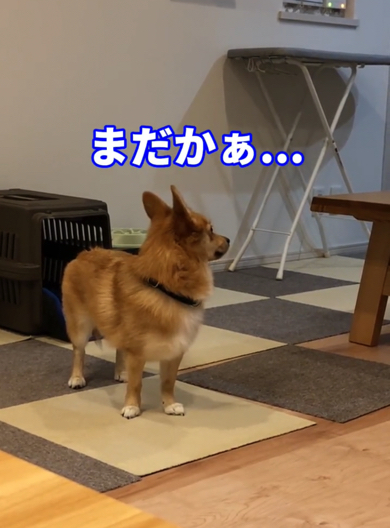 ごはんのことで頭がいっぱいなポメコギ