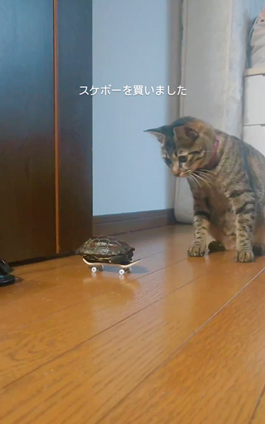 カメ