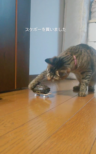 よく見せるニャ！