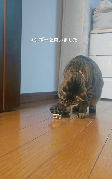 足をひっこめるカメ