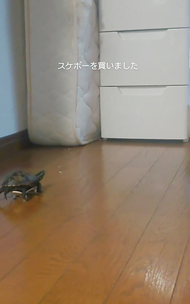 待ってほしい亀