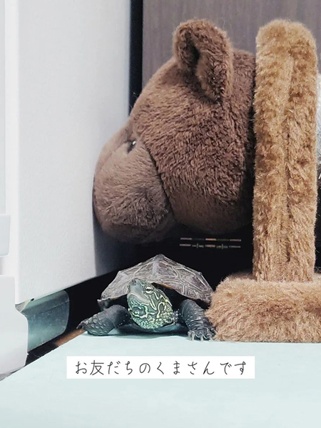 くまさんと軍曹さん