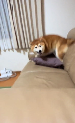 ソファを走るワンコ