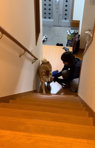 足を拭かれるワンコ