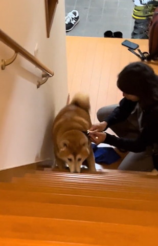 リードを外してもらうワンコ