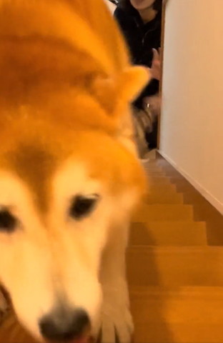 階段のぼってくるワンコアップ