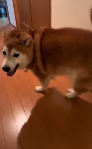 笑顔で振り返るワンコ